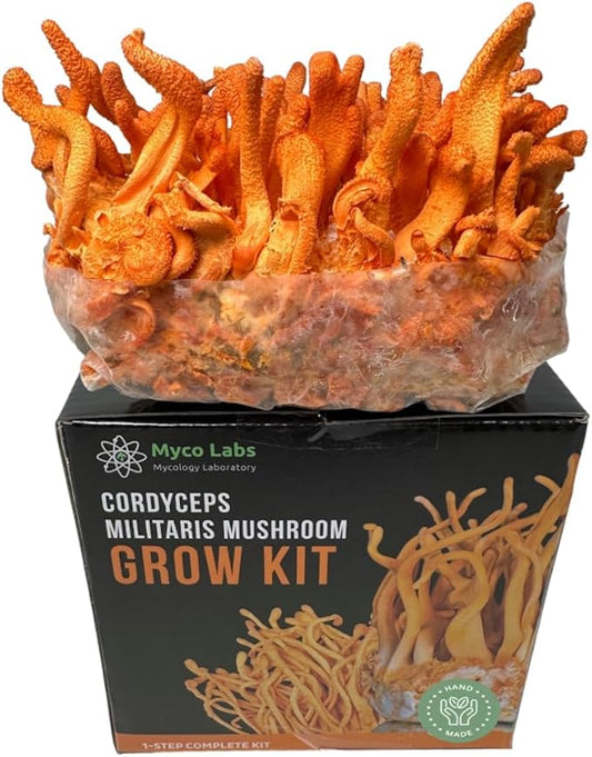 Cordyceps Militaris Mushroom Grow Kit | Large 2 Quart Spawn Bag Kit | Ready to Grow!