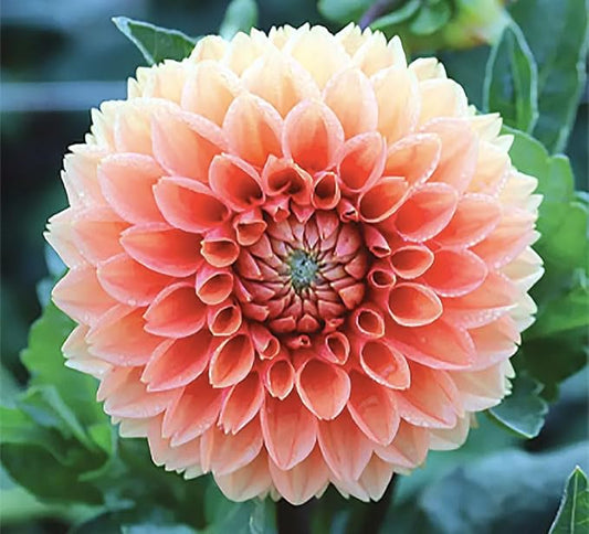 Cornel Bronze Dahlia - 5 Gallon Size Bare Root Tuber - Rich Bronze Blooms for Spring Planting 2025 - Ideal for Outdoor Gardens and Containers