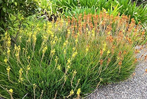 Bulbine Frutescens Hallmark Orange - 3 Live Plants - Butterfly Attracting Flowering Groundcover