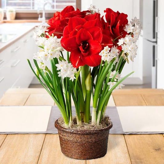 Holiday Spirit Indoor Potted Bulb Garden - Simply Water and Flowers Open in 3-6 Weeks - Pleasantly Scented - Grows Well in Containers - Gift Ready Flower Bulbs