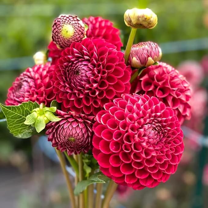 Cornel Dahlia Bulbs - Perennial Decorative Ball Dahlia - Large Blooms, Beautiful and Versatile Dahlia Flower Bulbs for Planting - Stunning Garden Display (1 Pack)
