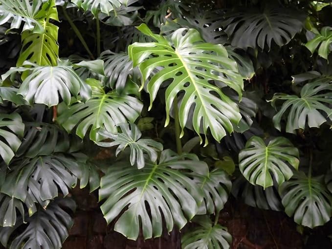 Monstera Borsigiana Planting Mix - Promotes Steady Growth and Vibrant Leaves - 10 Quart (2 Bags of 5 Quart)