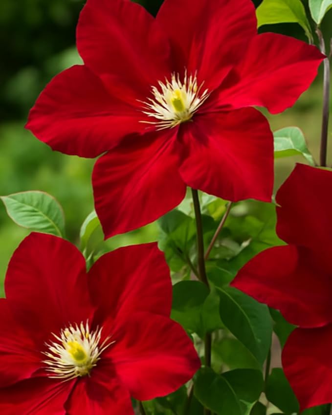 Perennial Farm Clematis Charmaine (Regal® Series) Hybrid – Live Clematis Vine in 4 Quart Container, Large Double Red Blooms, Compact Climber, Long Blooming, Ideal for Trellises, Arbors & Containers