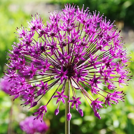 Purple Sensation Allium - Allium aflatuense Flower Bulbs - 5 Bulbs per Pack - Attracts Butterflies and Hummingbirds - Deer Resistant - Good as Cut Flowers - Perennializing - Easy to Grow Live Plants