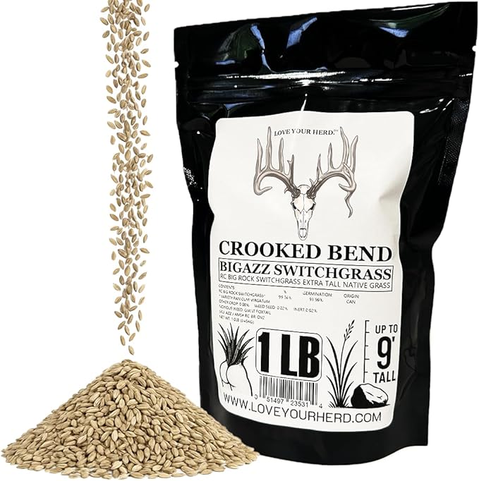 BigAzz Switchgrass Seed, Bulk RC Big Rock Variety, Extra Tall Drought-Tolerant Native Perennial Grass for Deer Habitat, Bedding Areas, Green Screens & Food Plots (1 Pound)