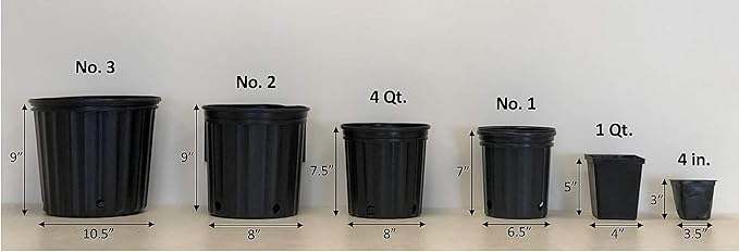 Perennial Farm Clematis 'Pink Champagne' Hybrid – Live Flowering Vine in 4 Quart Container, Large Rose-Pink Blooms with Contrasting Centers, Long Blooming, Ideal for Trellises, Arbors & Containers