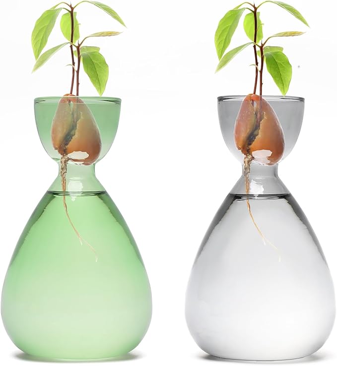 Avocado Vase Avocado Seed Starter Vases Trees Live Plants Growing kit Glass 2pc