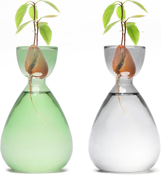 Avocado Vase Avocado Seed Starter Vases Trees Live Plants Growing kit Glass 2pc