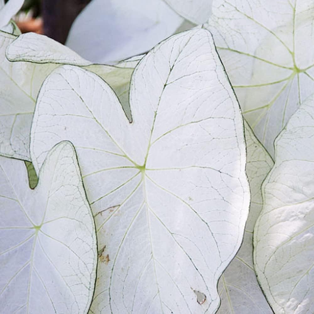 UtopiaSeeds June Bride Caladium Bulb - Fancy Leaf Caladium - 1 Caladium Root
