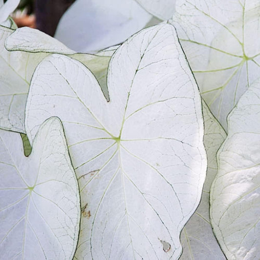 UtopiaSeeds June Bride Caladium Bulb - Fancy Leaf Caladium - 1 Caladium Root