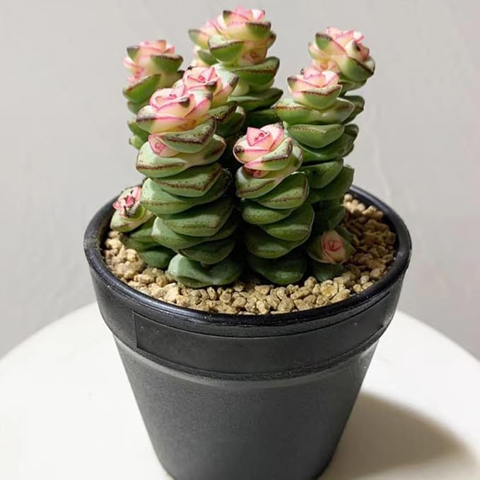 Succulent and Cactus Maifanitum Stones Garden Accessorie Rocks Pumice for Indoor Plants, Bonsai, Fairy Gardening, Vases Fillers, Terrarium, 5lb