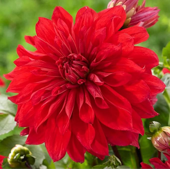 Dahlia Dinnerplate Babylon Red - Dahlia Tubers for Planting, Easy to Grow Dahlia Bulbs, Large Double Blooms Dahlia (4 Pack)