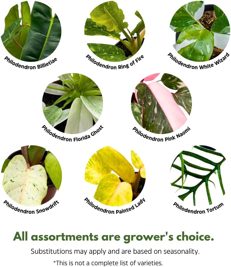 BubbleBlooms Rare Variegated Philodendron Assortment in 4 inch Pots Set of 3