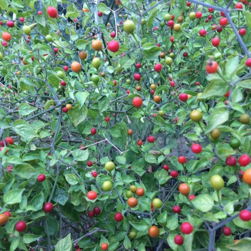 Chiltepin Pepper Plant, 4 Inch Pot, 6-10 Inch Red Hot Pepper Plants Live for Planting Outdoor