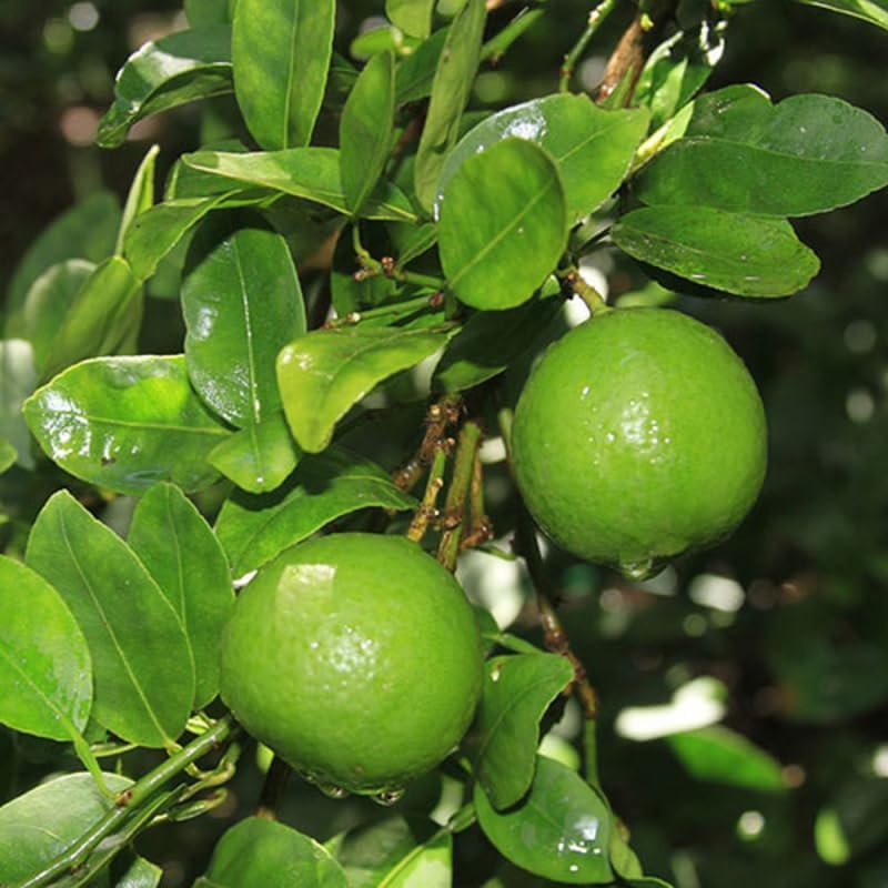 Dwarf Key Lime Tree Plant Live, 1 to 2 Ft Grafted Citrus Plant Fragrant Lemons, for Indoor/Outdoor Growing, Can't Ship to CA