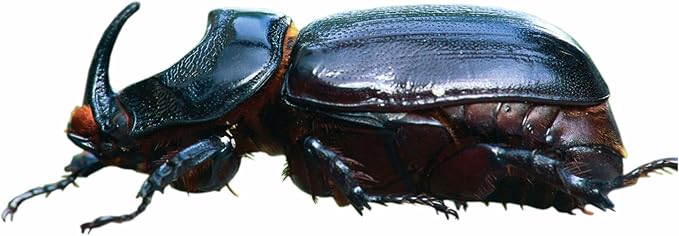 HEDO Pack of 10 Rhinoceros Beetle Pheromone Trap with Lure and Bucket Trap to Control Damage in Coconut