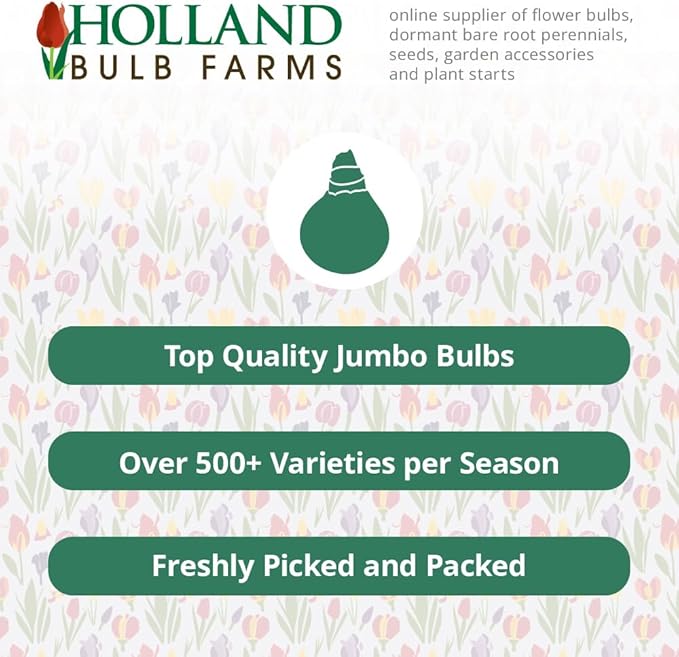 Montmartre Bearded Iris Flower Bulbs - 1 Rhizome per Pack - Pleasantly Scented - Deer Resistant - Good as Cut Flowers - Naturalizing - Perennializing