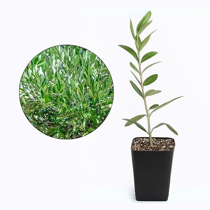 Dwarf Olive Tree Starter Plant, 2 Inch Pot, Indoor Outdoor Bonsai (5)