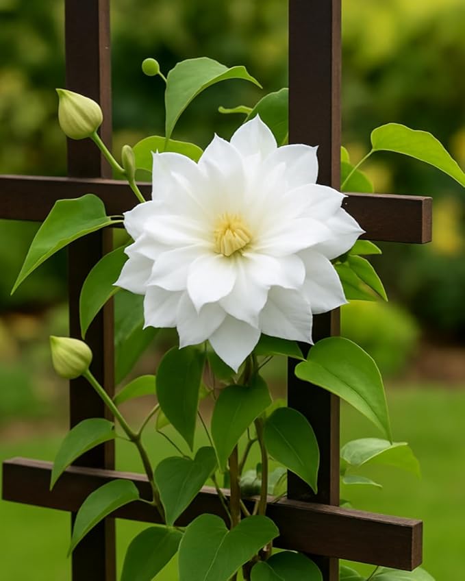 Perennial Farm Clematis 'Duchess of Edinburgh' Hybrid – Live Clematis Vine in 4 Quart Container, Elegant Double White Blooms, Long Blooming, Ideal for Trellises, Arbors & Classic Garden Displays