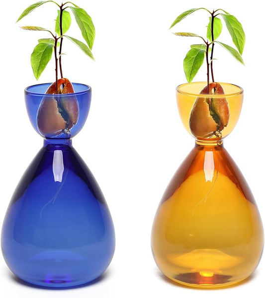 Avocado Vase Avocado Seed Starter Vases Trees Live Plants Growing kit Glass 2pc
