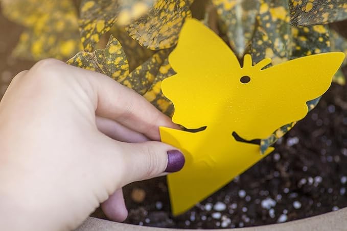 Trappify Sticky Gnat Traps for House Indoor - Yellow Fruit Fly Traps for Indoors|Outdoor Plants | Insect Catcher for White Flies, Mosquitos, Fungus Gnats | Disposable Glue Fly Trap Indoor (100 Pack)