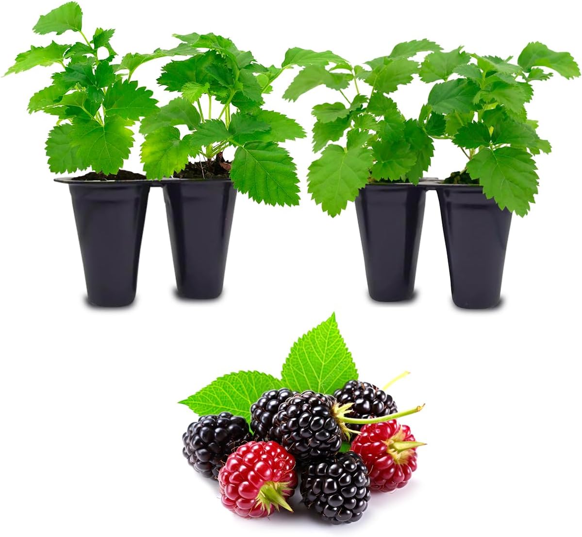Thorny Boysenberry Plants (4 Pack) – Live Starter Plants for Planting, Vigorous Trailing Canes Producing Large, Juicy, Sweet-Tart Berries, Ideal for Jams, Pies, and Fresh Eating