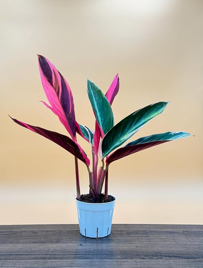Stromanthe Triostar - Colorful Live Indoor Plant, Calathea Prayer Plant, Air Purifier & Elegant Home Decor, Ideal for Room Decor, Triostar Houseplant