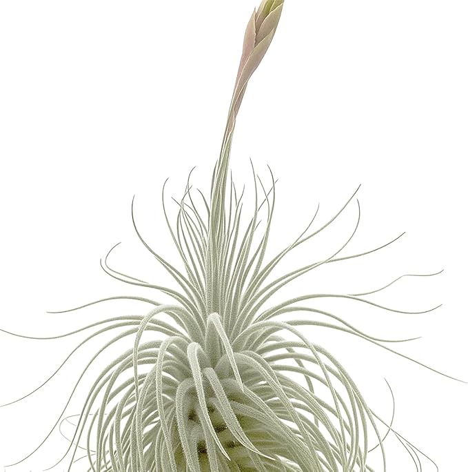 Live air Plant - Tillandsia Tectorum Air Plant 4-6" – 3ct – Unique Shape with Silvery Fuzz – Low Maintenance Houseplant – Perfect for Decor, Terrariums, Gifts - Live Arrival Guaranteed