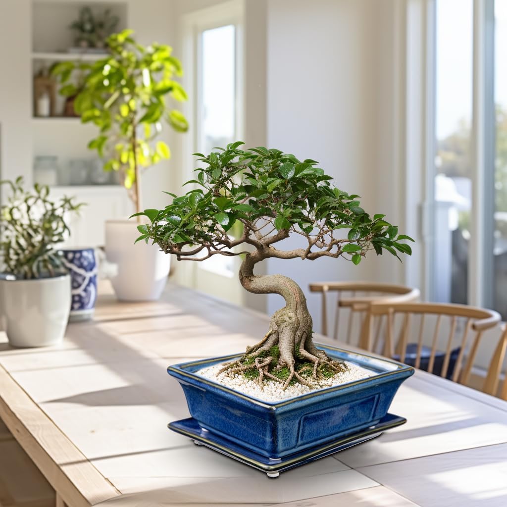 Bonsai Pots Small Shallow Succulent Planters for Live Bonsai Trees Set of 2, 7.5" Ceramic Pot for Succulents Indoor with Drainage Hole and Saucer, Outdoor Cactus Plant Bonsai Pot