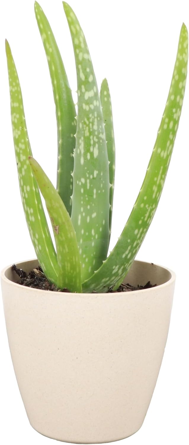 Thorsen's Greenhouse Aloe Vera, Live Indoor Plant, Aloe barbadensis, Easy to Grow, Succulent, Natural Air Purifier, 4" Diameter Pot (Natural)