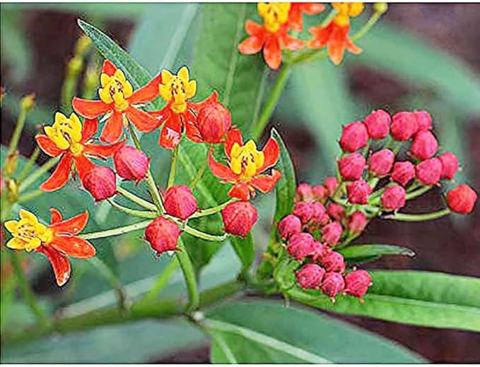 Tropical Milkweed - Asclepias Currassavica Seeds - Food and Host Plant for Monarch Butterflies. Will Grow All Over The United States as an Annual and Perennial from Zones 8b and Higher.