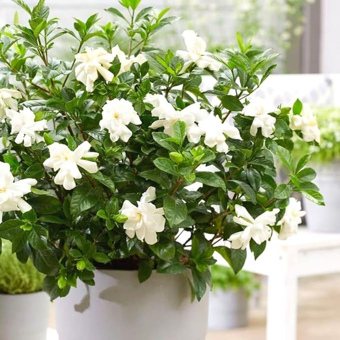 3 Gardenia Plants Live, Jasmine Plants Live Indoor, 3 to 5 Inc Tall, Frost Proof Gardenia Live Plant, Flowering Jasmine Plant