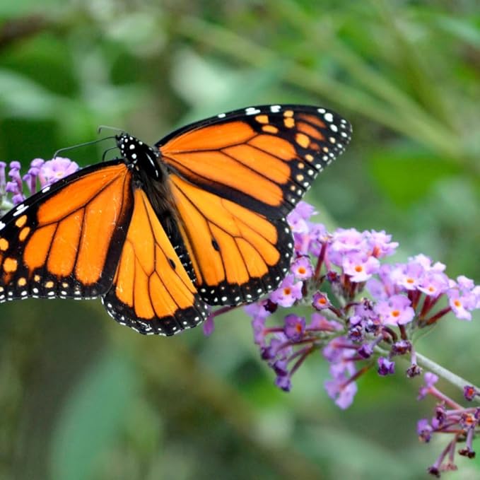 TriStar Plants - Pink Butterfly Bush, 1 Gallon Trade Pot - 1'ft Tall - Established Potted Plant, Buddleja - Fast Growing, Attracts Pollinators (Pink)