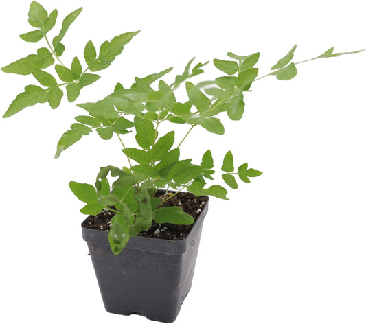 Greenwood Nursery: Live Perennial Plants - Royal Fern + Osmunda Regalis - [Qty: 10x 3.5 Pots] - (Click for Other Available Plants/Quantities)