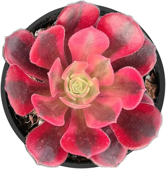 2" Live Succulent Aeonium 'Gorgo', Rare Succulent Plants Fully Rooted in Pots, Unique House Plant for DIY, Party Favor, Home Office Decoration