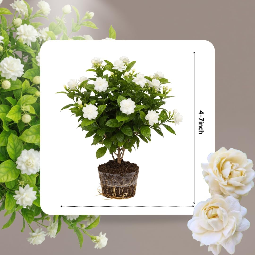 Grand Duke of Tuscany Jasmine Plants Live, Arabian Jasmine Plant Indoor, Fragrant Jasmines Flowers 4 to 7 Inch