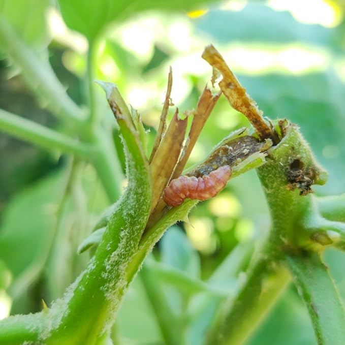 HEDO Pheromone Trap with Brinjal pheromone Lure(Leucinodes orbonalis) for Brinjal Crop Pack of 10