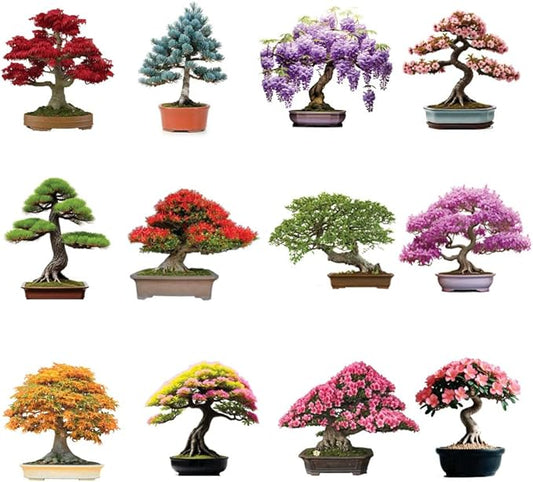 12 Bonsai Tree Seeds Kit - 300+ Seeds - Red Maple, Blue Spruce, Cherry Blossom, Wisteria, Black Pine, Flame, Chinese Elm, Purple Lilac, Trident Maple, Albizia Juibrissin, Judas, Desert Rose