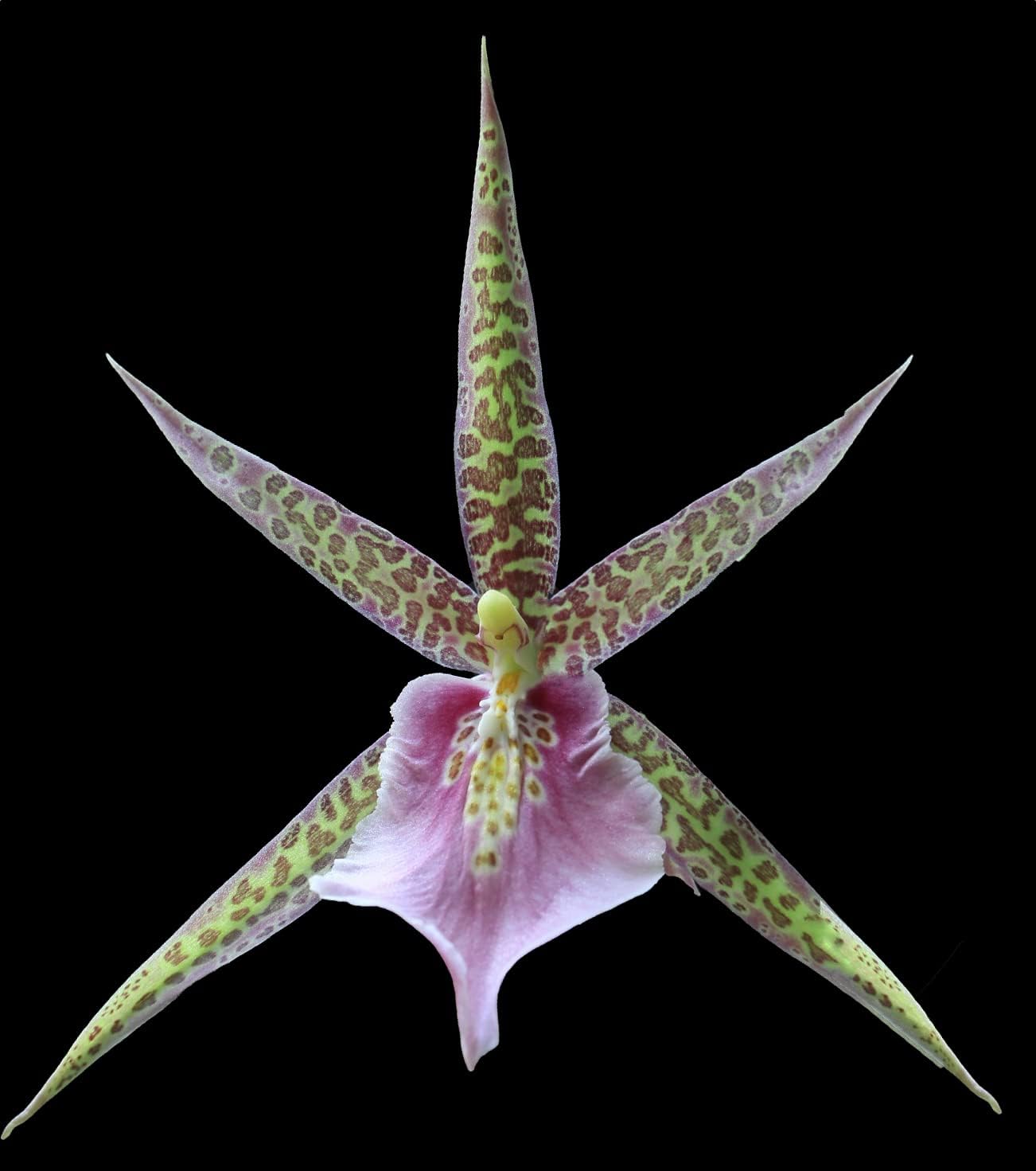 Charles M Fitch Izumi - Spicy Fragrance, Easy to Grow, floriferous (NOT in-Bud/Bloom When Shipped)