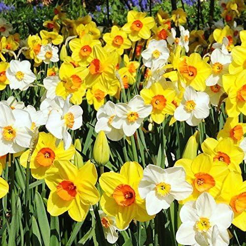 50-Pack Mixed Daffodil Bulbs – Naturalizing Narcissus Variety Pack – Bulk of Spring-Blooming Flowers – Deer Resistant & Cold Hardy – Easy Fall Planting - Plant in Gardens, Borders & Beds