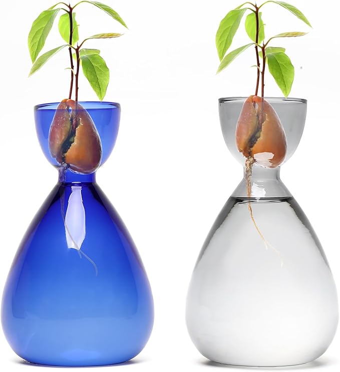 Avocado Vase Avocado Seed Starter Vases Trees Live Plants Growing kit Glass 2pc