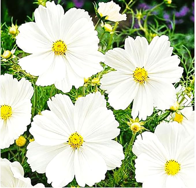 1000 Cosmos Tall Sensation Seeds - Long Blooming Period in All Zones 4-5' Tall