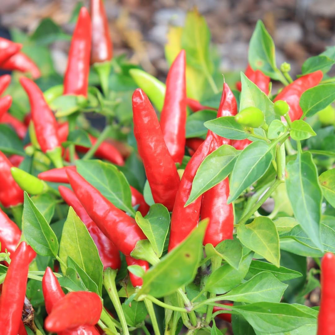 3 Hot Pequin Super Chili Pepper Plants Live in 2.5 Inch Pot for Planting Outdoor