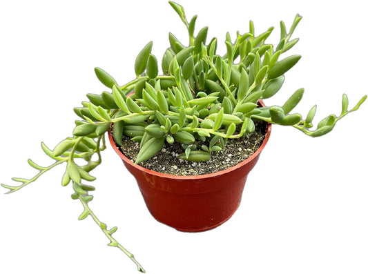Live Succulents 'String of Bananas' (4-inch), Succulent Plants Fully Rooted in Pots with Soil, Easy-Care House Plant for DIY, Home Office Decor, Wedding Party Favor