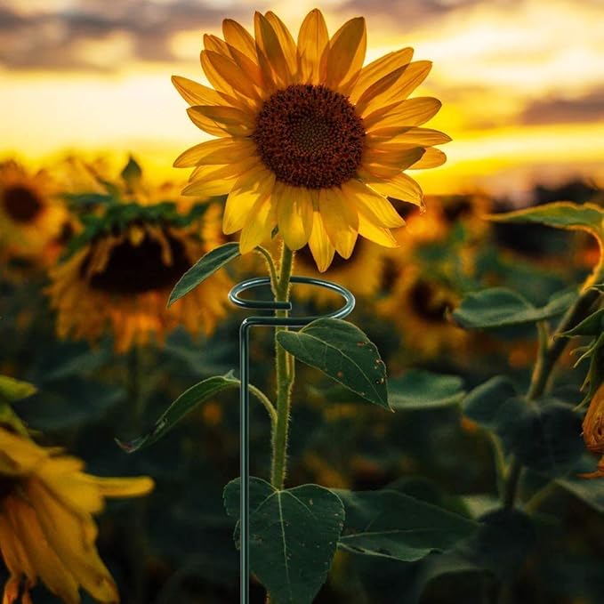 HiGift 10 Pack 36 Inch Plant Support Stake for Tall Plant, Garden Single Stem Flower Support Stake Indoor Plant Cage Support Ring for Peony, Orchid, Lily, Rose