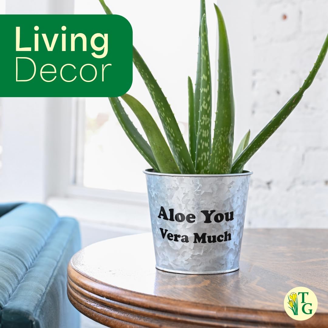 Thorsen's Greenhouse Aloe Vera, Live Indoor Plant, Aloe barbadensis, Easy to Grow, Succulent, Natural Air Purifier, 4" Diameter Pot (Sage)