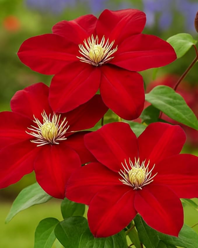 Perennial Farm Clematis Charmaine (Regal® Series) Hybrid – Live Clematis Vine in 4 Quart Container, Large Double Red Blooms, Compact Climber, Long Blooming, Ideal for Trellises, Arbors & Containers