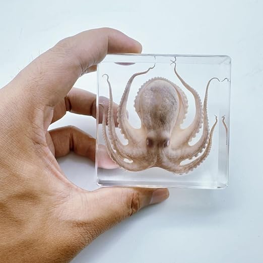 Resin-Encased Octopus Specimen: Authentic Taxidermy for Science Education, Classroom Display & Collectors - Ideal Gift for Biology Enthusiasts, Oddities Collectors & Skull Art Aficionados