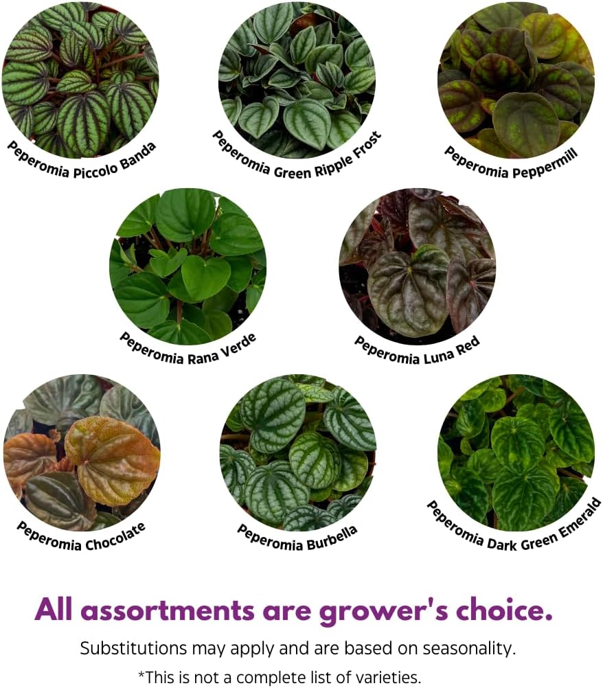 BubbleBlooms Peperomia Assortment, 6 Different peperomias in 2 inch pots Grower's Choice