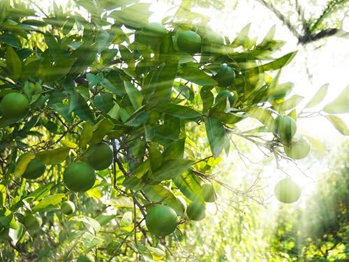 Persian Lime Housewarming Gift Tree by The Magnolia Company - Easy Care, Dwarf Fruit Tree with Juicy & Delicious Limes, Outdoor Live Citrus Tree Can't Ship to CA, AL, AZ, LA, TX